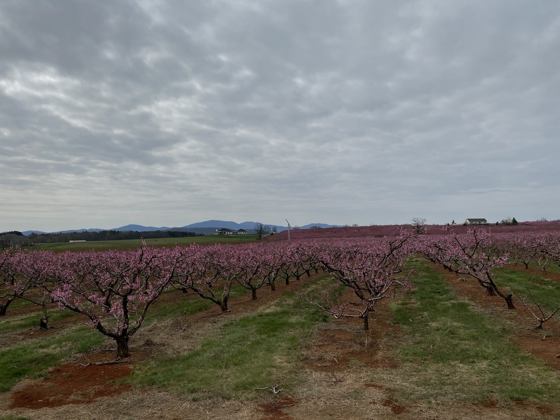 an orchard of blooming peach trees with the mountains in the background beneath a cloudy sky