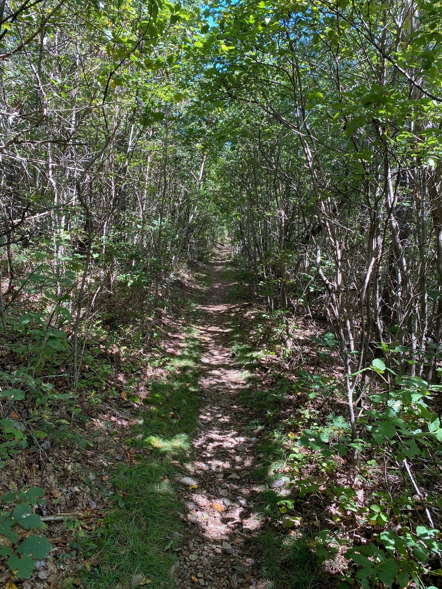 The trail to Blackrock Hut.